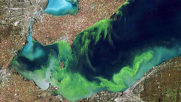 Algal Bloom Predicted for Lake Erie in 2015