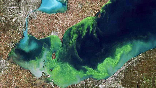 Algal Bloom Predicted for Lake Erie in 2015