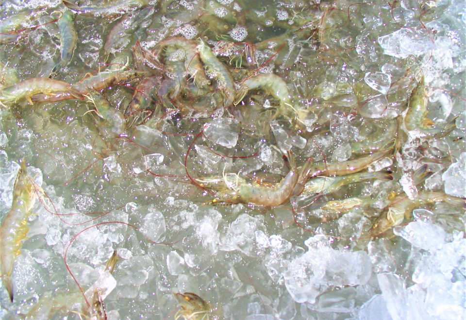 Ice water treatment impacts on peeling time, meat quality of Pacific white shrimp