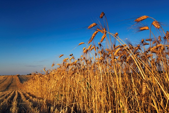 Australian Growers Producing More with Less Water