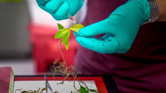 Nanoscale sensors measure elusive water levels in leaves | Cornell ChronicleWater regulation in leaves is vital to a plant&rsquo;s health, affecting...