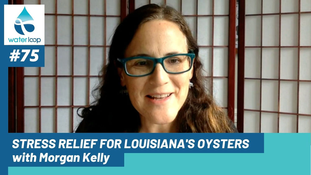 Oysters are an iconic and important part of Louisiana&rsquo;s coastal ecosystem, culture, and economy. But in addition to harvest pressure, the oyst...