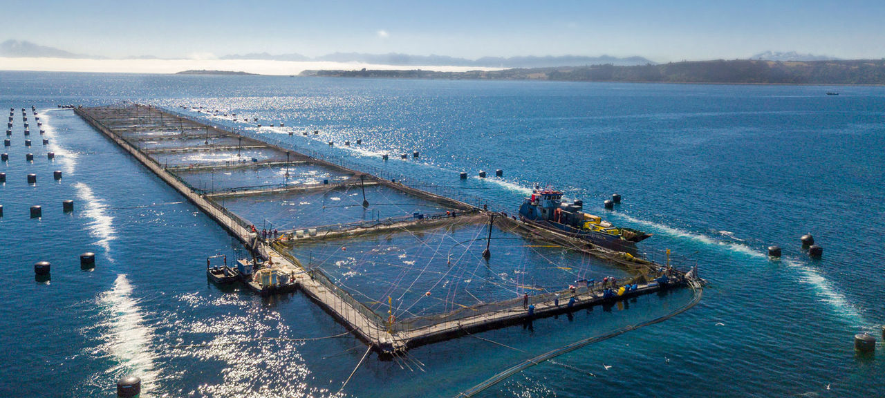 New genetic tools will deliver improved farmed fish, oysters, and shrimp.