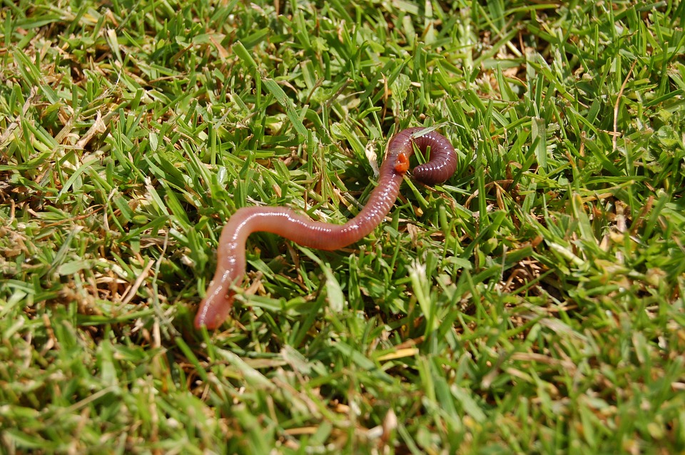New Role for Earthworms as Sewage Cleaners