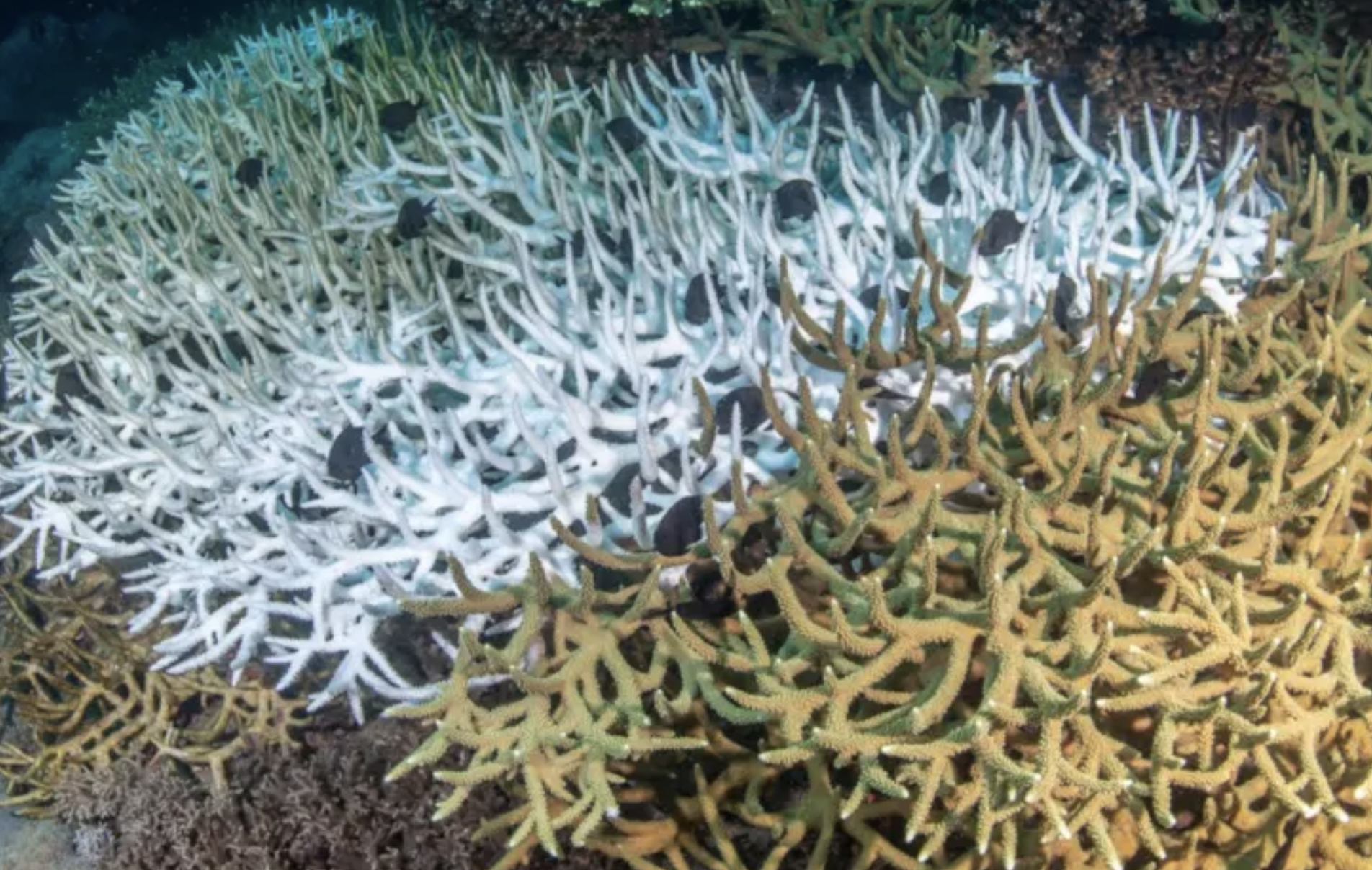 Expect &ldquo;unprecedented&rdquo; health problems and death in coral species across the world throughout 2024, coral scientist Ove Hoegh-Guldberg said ...