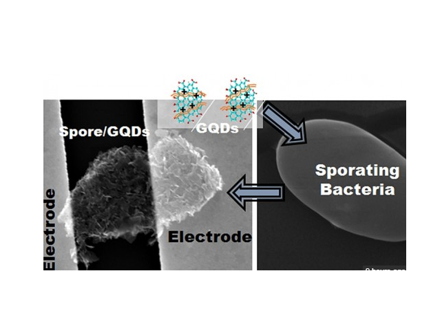 Robobug: Graphene Clad Bacterium