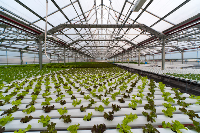 Hydroponic Farmers Saves Tax