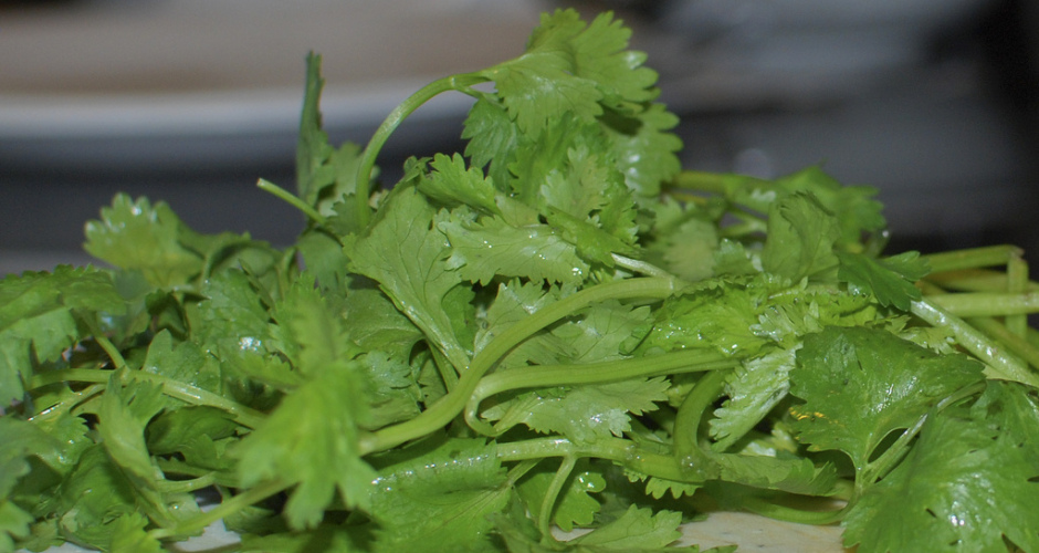 Cilantro, a Way to Filter Water