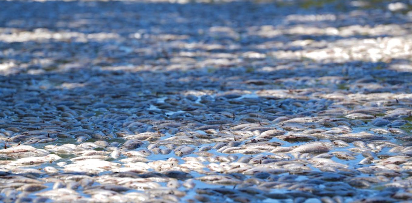 How did millions of fish die gasping in the Darling &ndash; after three years of rain?Millions of dead fish float on the surface of the river. Nativ...