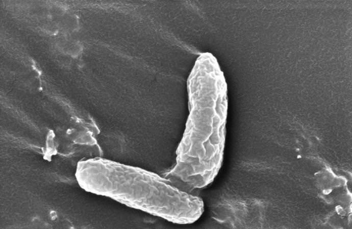 Newly-Discovered Bacterium Rids Problematic Pair of Toxic Groundwater Contaminants