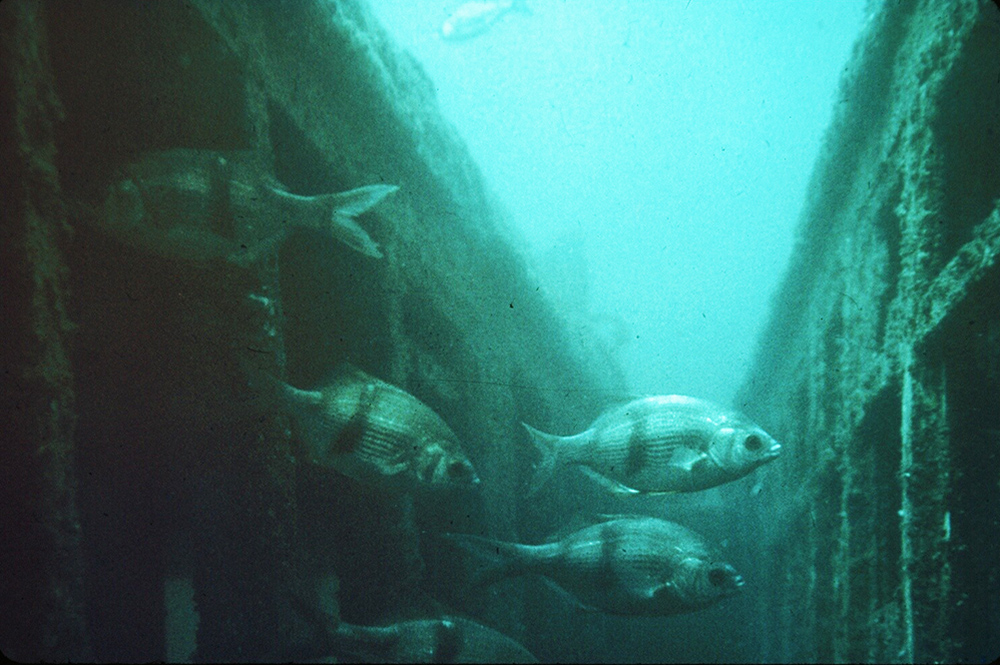 Toilets, Streetcars, and Light Poles—A Brief History of Artificial Reefs in Southern California