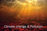 How Climate change can affect pollutants behavior in aquatic ecosystems? Which effects can be expected? Increase of toxicity? Decrease of biodiv...