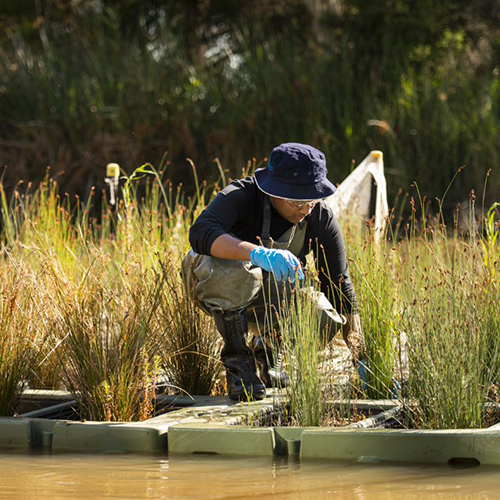 Hydroponic native plants to detox PFAS-contaminated water