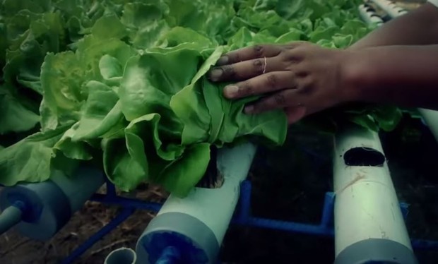 Water-Generating Billboard Grows Vegetables