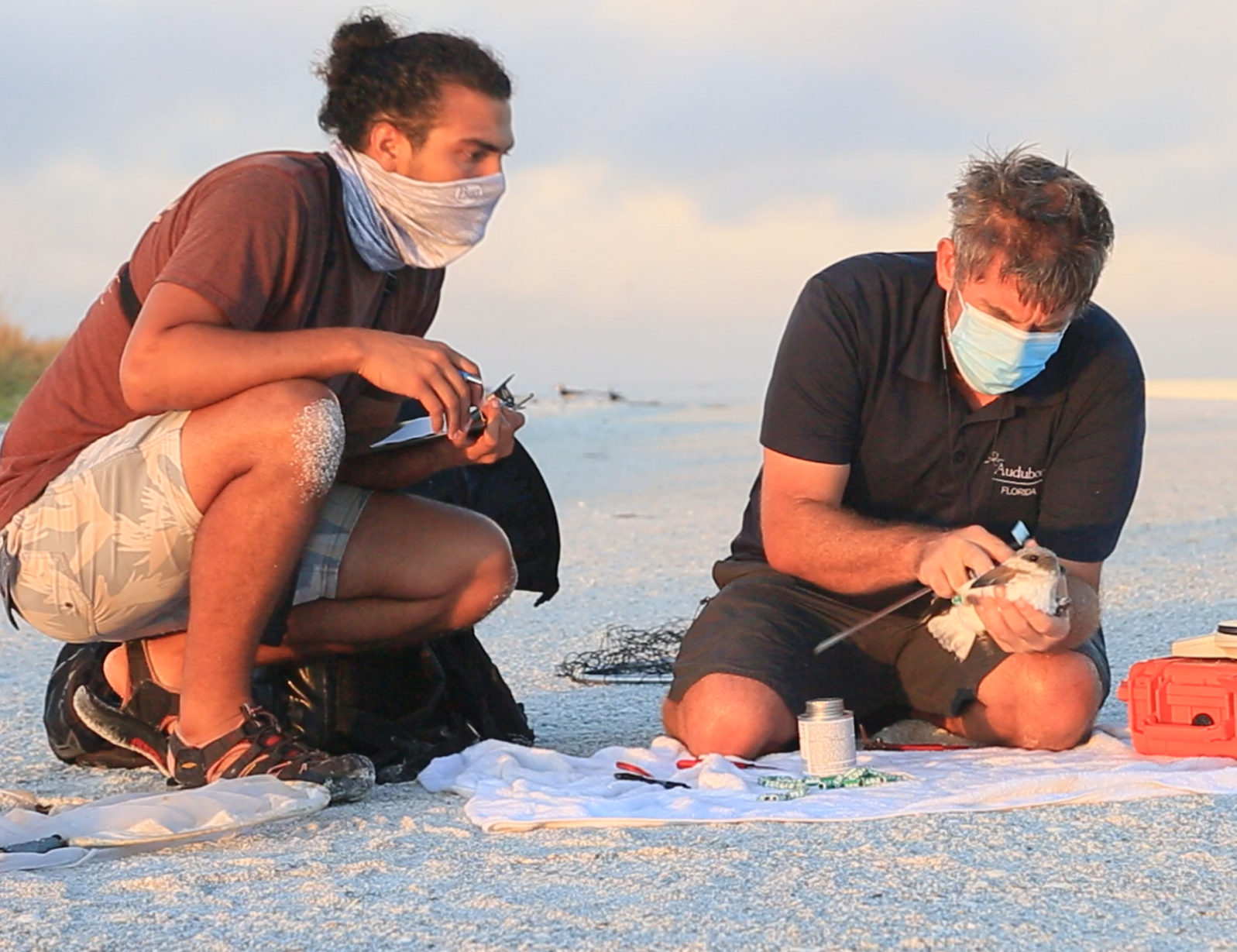 Audubon and Partners Discover Culprit Behind Mysterious Seabird Deaths