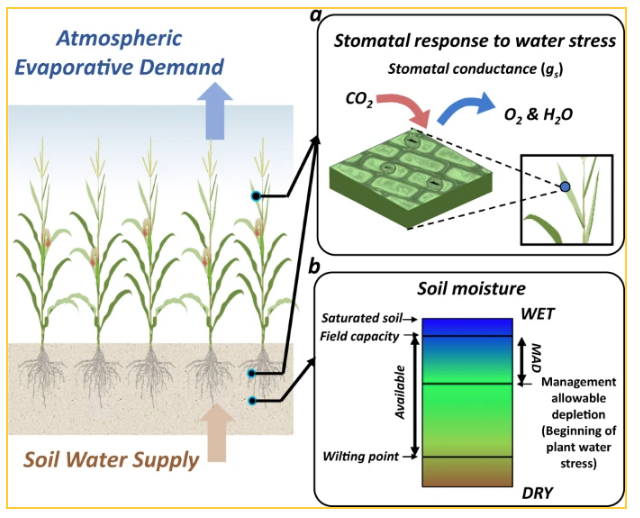 Sustainable irrigation based on co-regulation of soil water supply & atmospheric evaporative demand