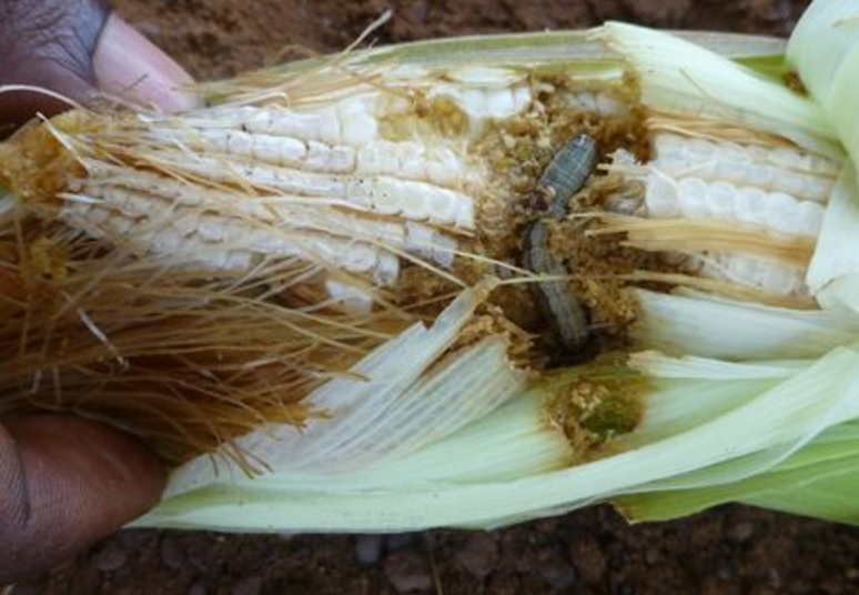 Emergency Armyworm Talks  Over Crop-eating Pest Invasion in Africa