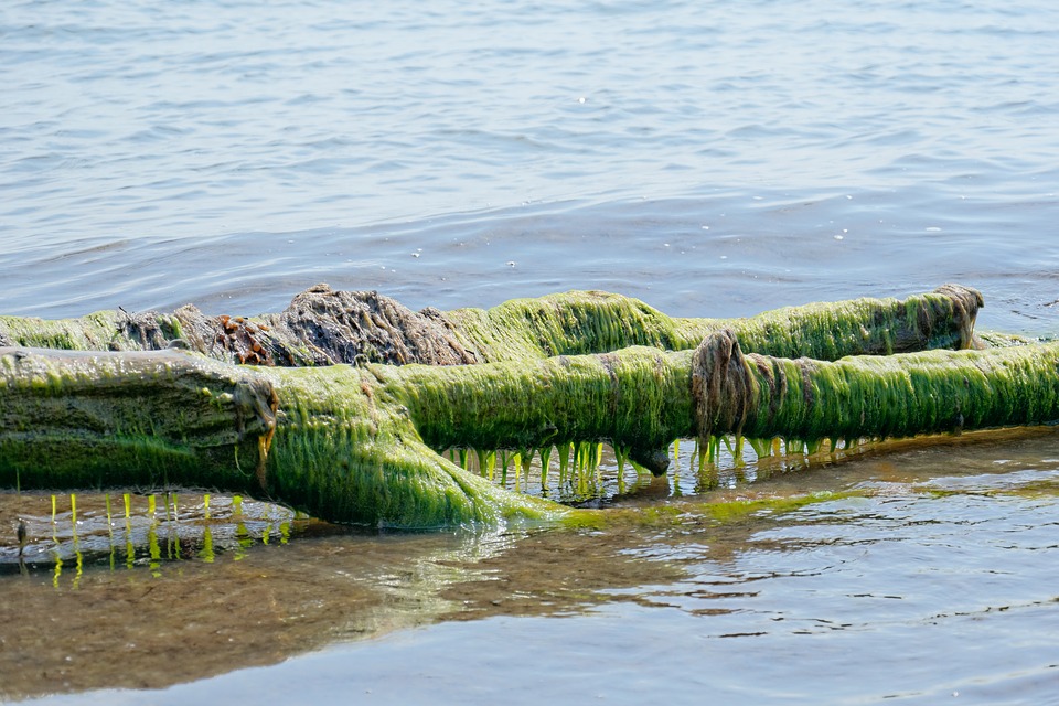 Tech Competition Seeks Solutions to Resolve Environmental Issues on Lake Erie