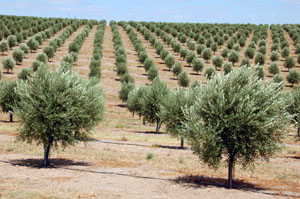 Irrigating Olives with 15in per Acre