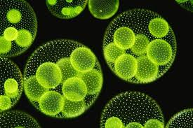 Gen3Bio wins recognition, investments for technology on waste algae disposal