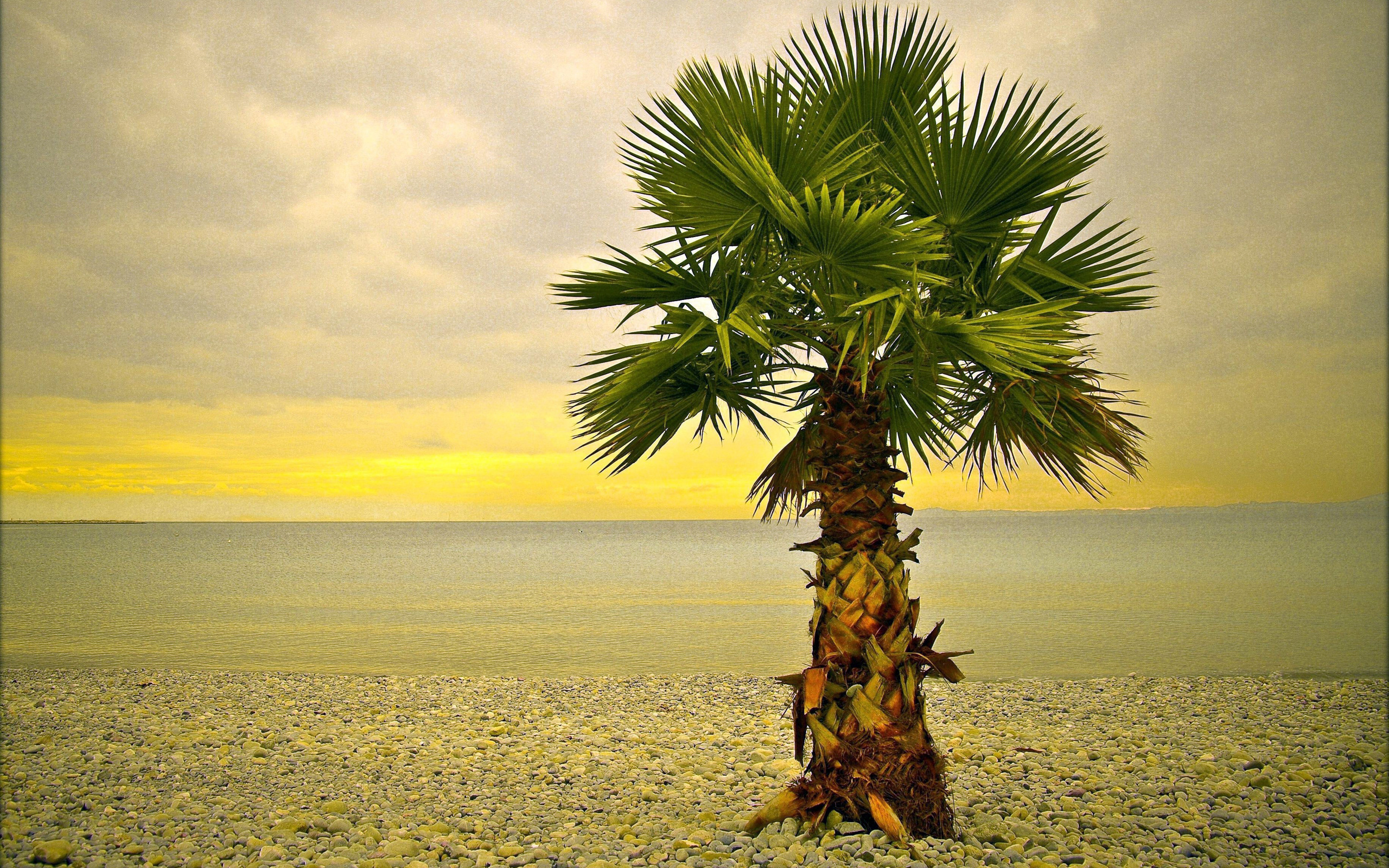 Palm Trees Tested for Water Usage