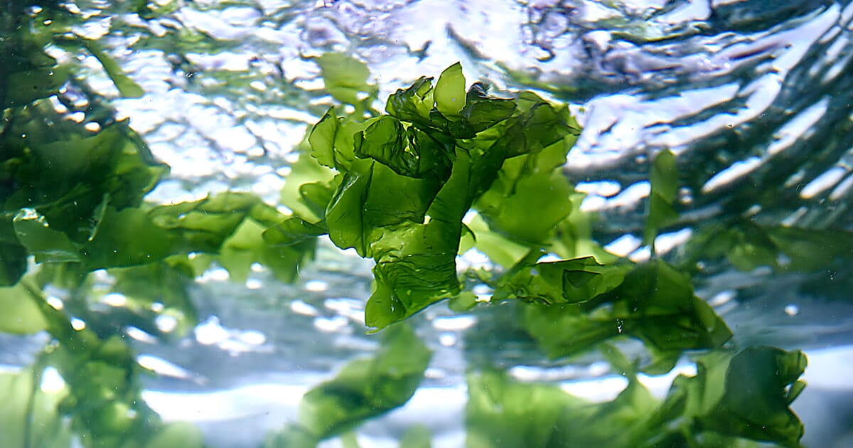 How seaweed can prevent marine destruction around desalination plants