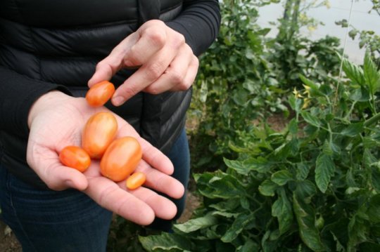 Tomatoes of the Same Quality as Normal, but Using Only Half the Water