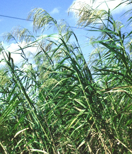 Constructed Treatment Wetlands