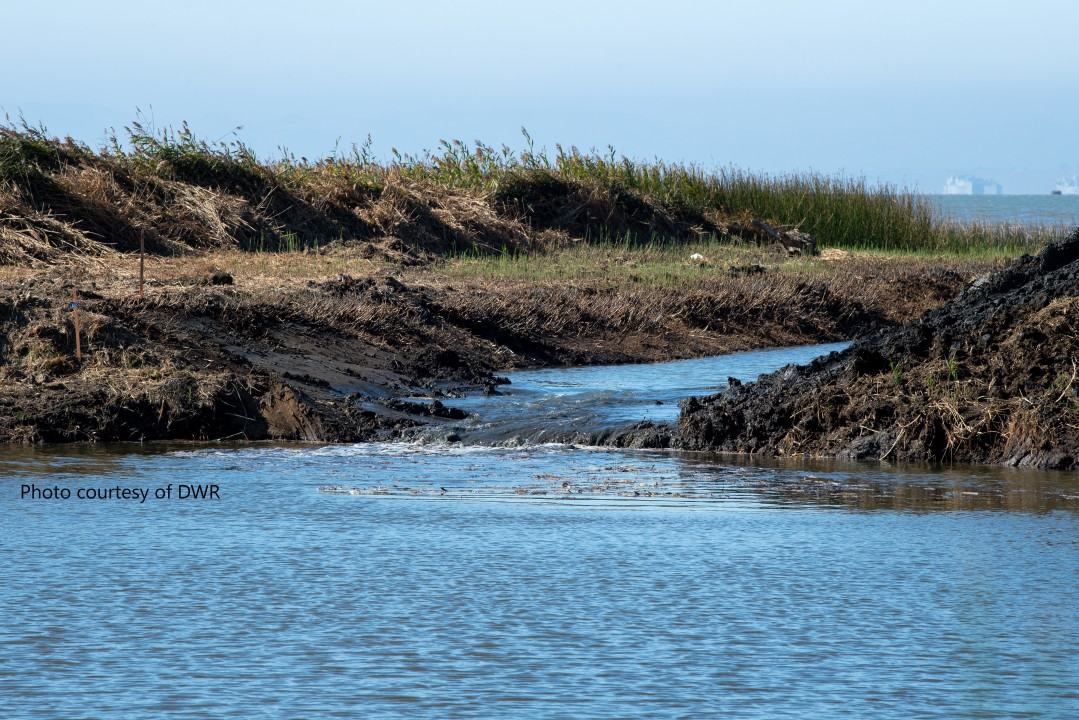 An Early Success Story in the Delta