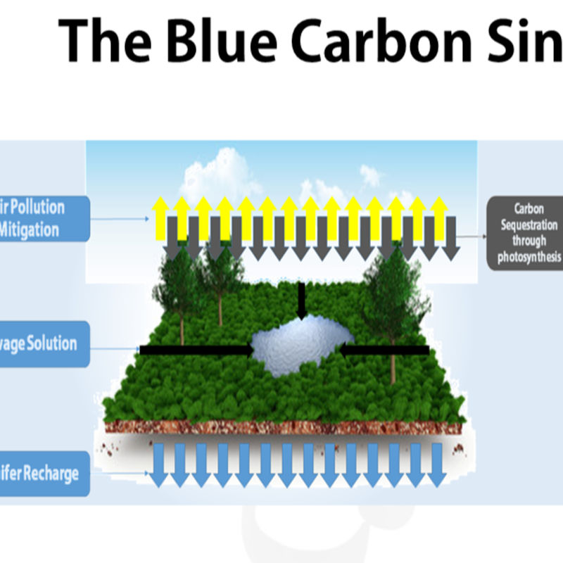 A new Podcast has been uploaded on our Channel about creating a blue Carbon Sink by rejuvenation of Waterbodies through Cownomics&copy;️ Technolog...