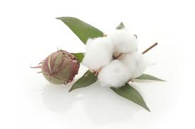 Sustainable Water Saving Cotton