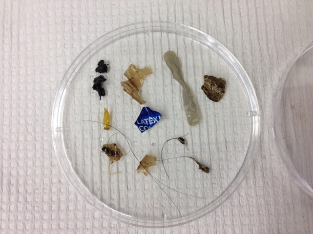 Wastewater Treatment Plants Significant Source of Microplastics in Rivers