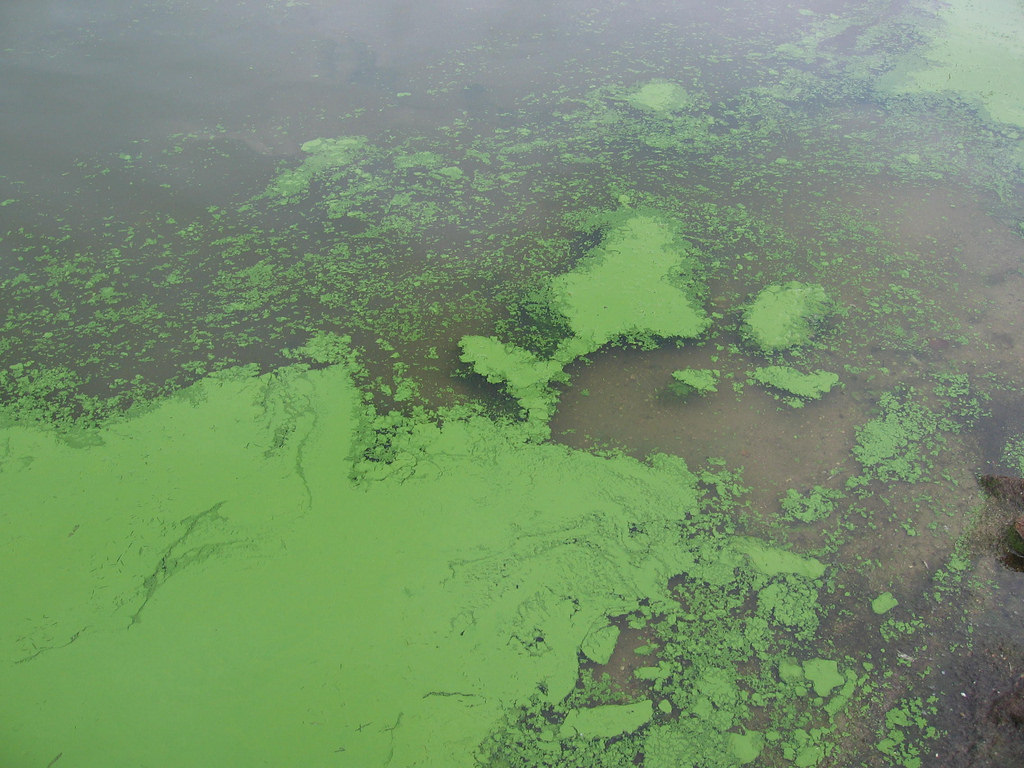 Research Shows Harmful Algal Blooms Can Become Airborne