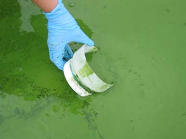 Blue-green Algae Pose Threat to US Drinking Water