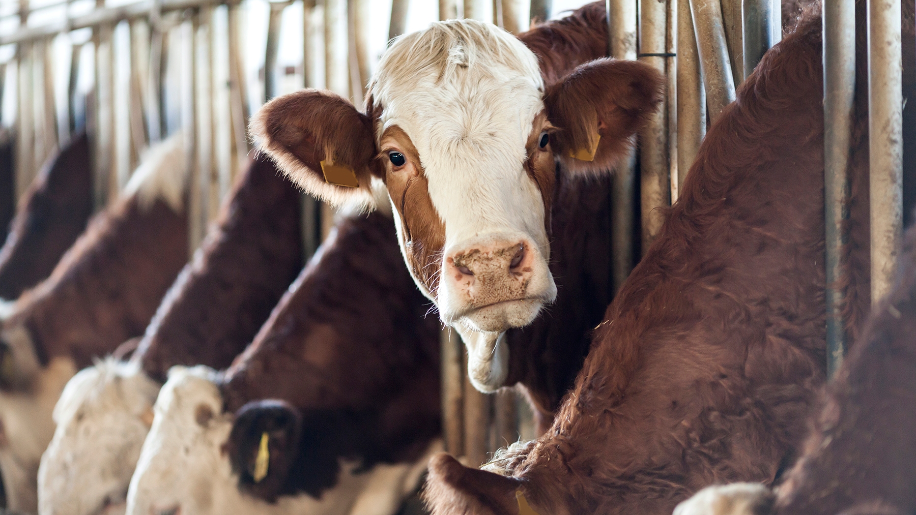 Turning cow manure into clean water and dry fertilizer