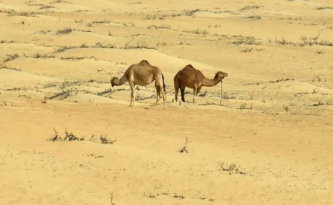 Saudi Arabia Could Need $50 Billion In Water Investment