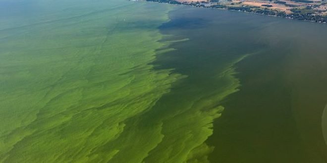 Deadly 360-Square-Mile Algae Bloom in Lake Erie: A Growing Climate Crisis - Climate Crisis 247Doug McIntyre discusses the recurring deadly algae...