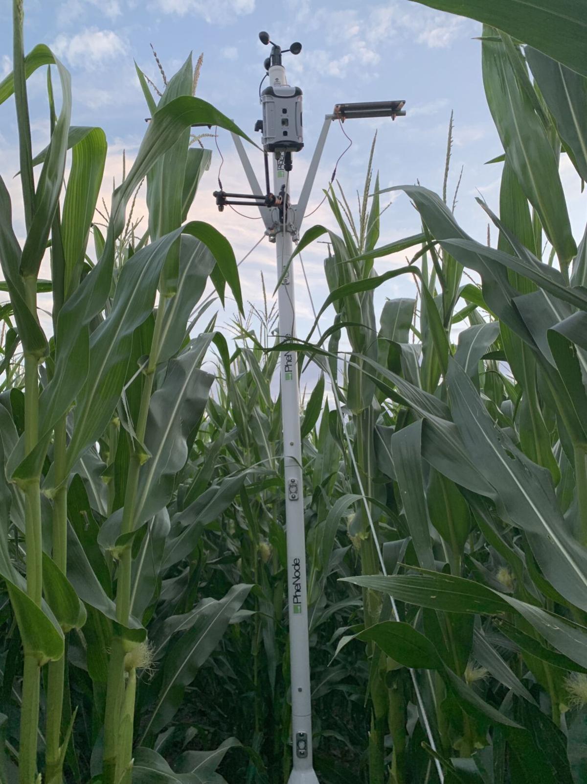 The FieldDock project helps scientists and farmers to breed and grow crops more efficiently