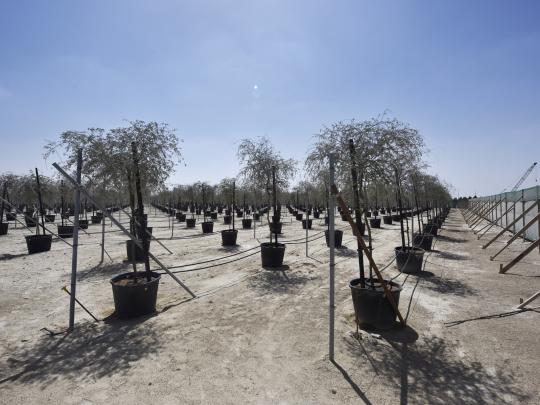 Dubai’s Model of Sustainability Sprouting at the Expo 2020 Nursery