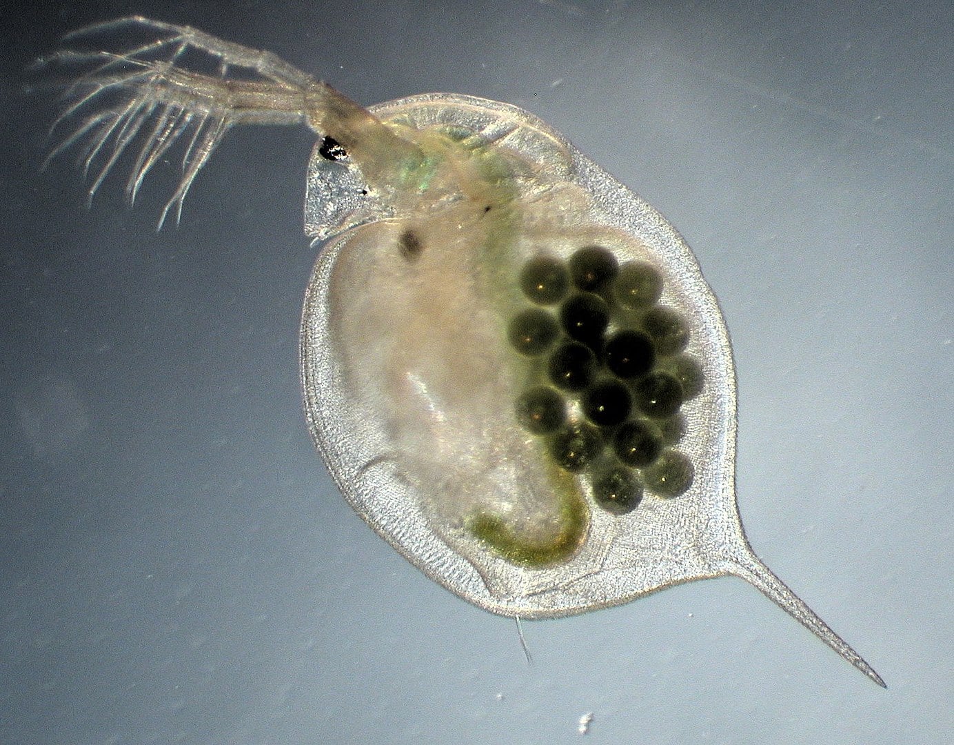 Scientists use water fleas to clean chemicals from waterScientists have discovered a method to harness Daphnia, one of the several small aquatic...