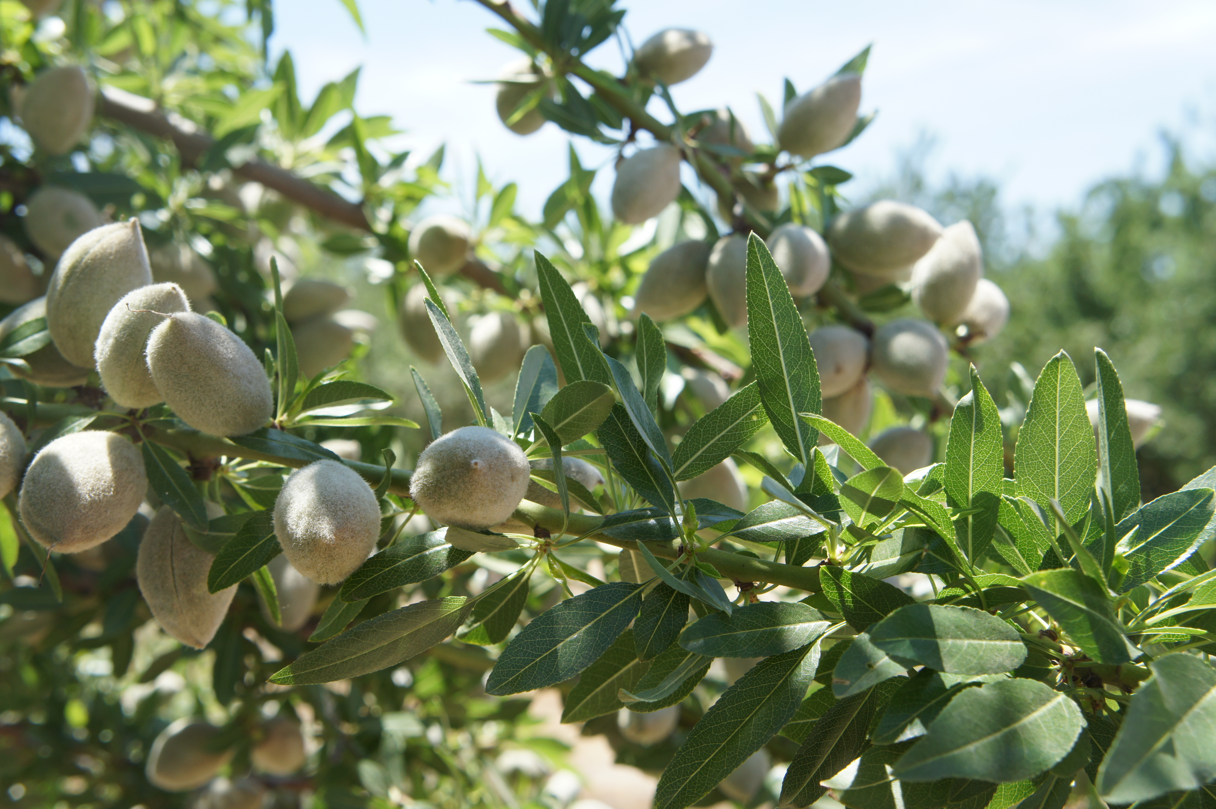 Almond Board Invests in Water Research