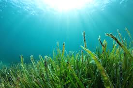 Research shows seaweed could help improve GBR water quality