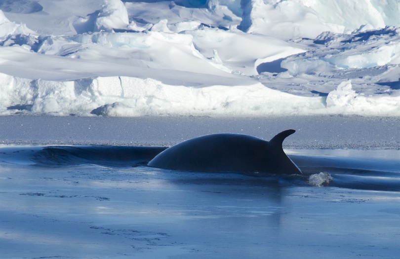 Did you hear about this Antarctic expedition including a project: impact of micro plastics on the Southern Ocean food web?