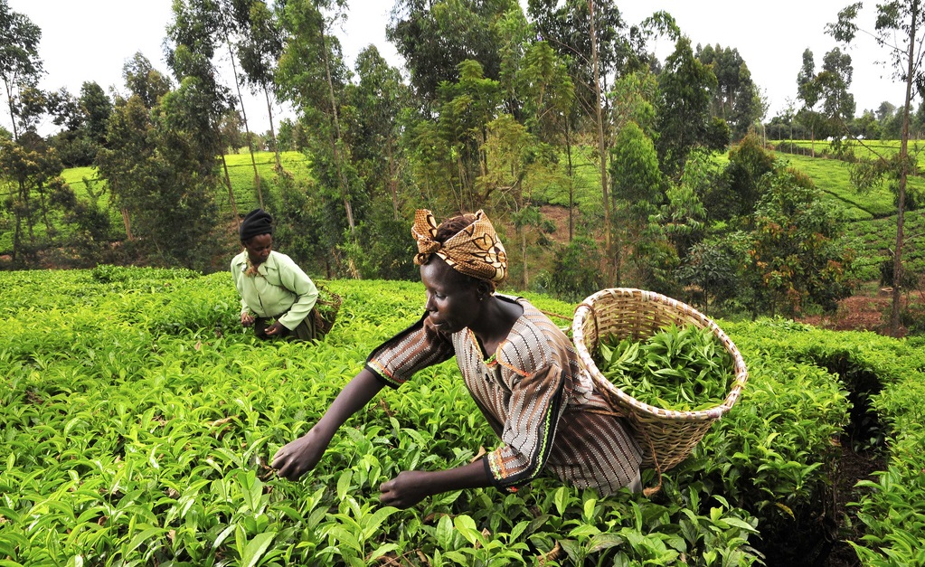 Three Lessons to Boost Job Creation Through Productive Alliances in the Food System