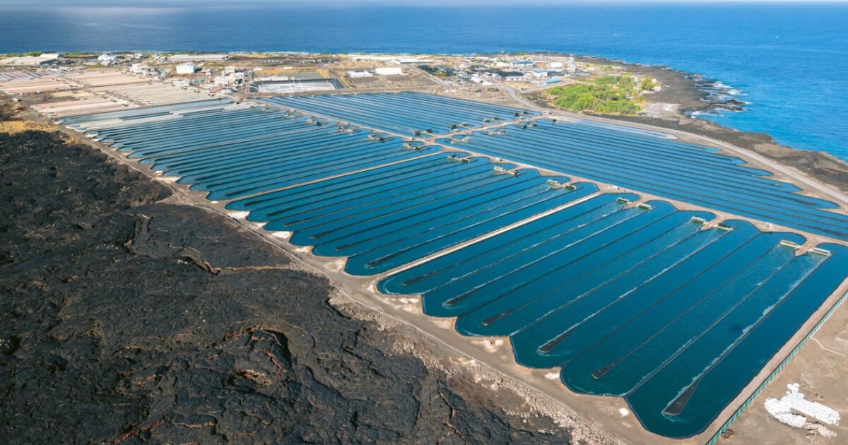 Coastal algae farms proposed as solution to future food crisis