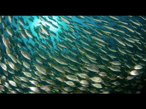TEDx Talk - Saving the Oceans Can Feed the World