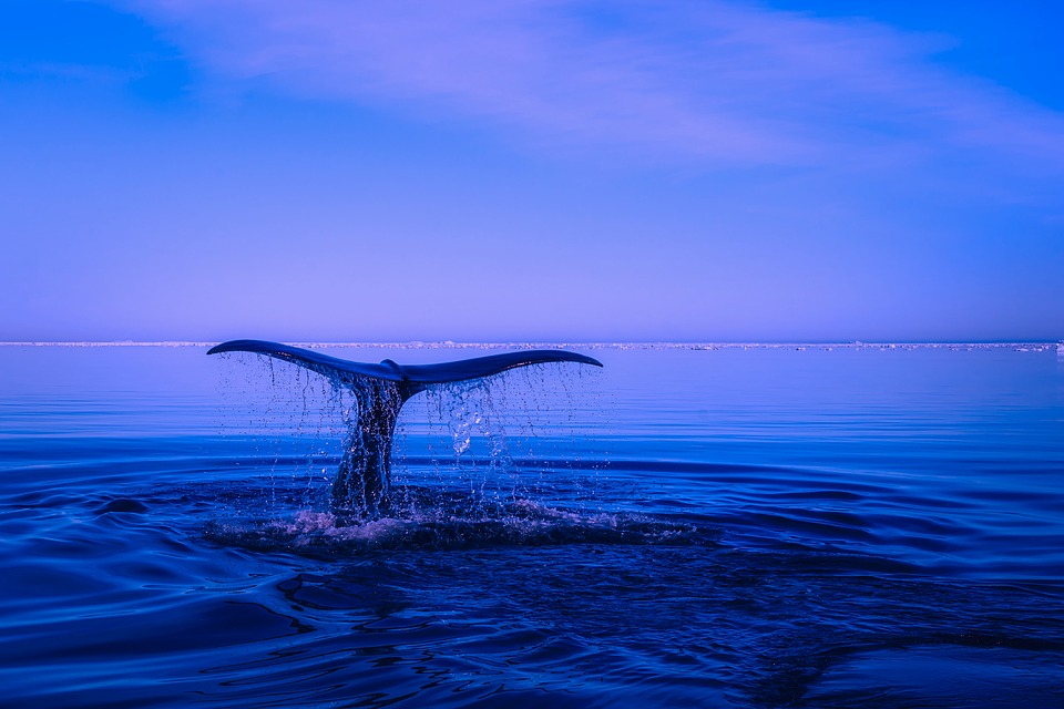 Big Blue Ocean Cleanup is Looking for Official Ambassadors They are looking for ocean activists from around the world to join our official ambas...