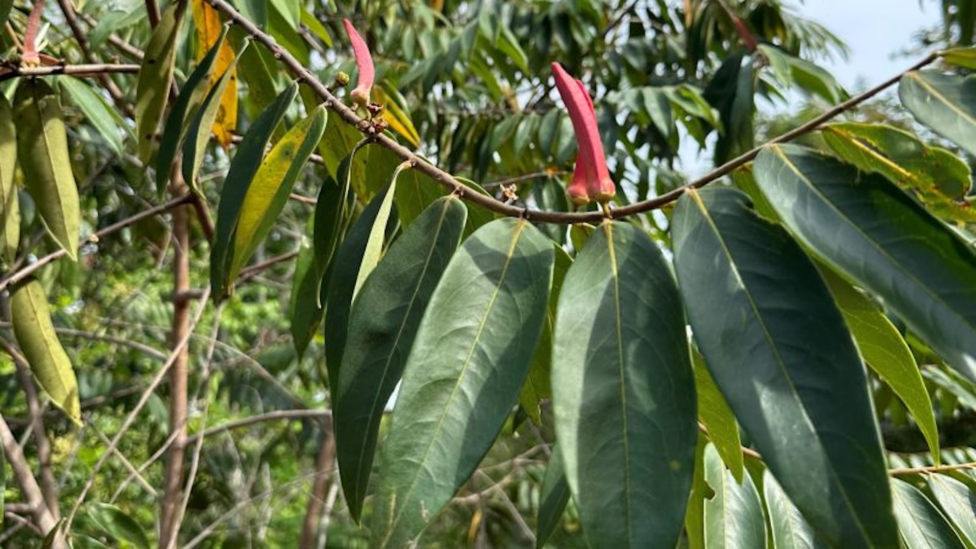 Researchers report miracle taking place in one of the world&#039;s fastest-disappearing habitats: &#039;This is only the beginning&#039;