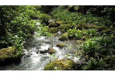 Fertilizer Runoff In Streams And Rivers Can Have Cascading Effects, Analysis Shows