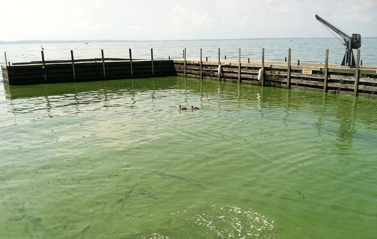 Toledo Researchers Look into Impact of Toxic Algae